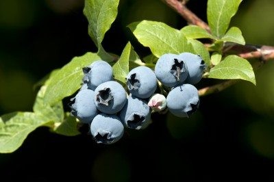 Blueberry Seed Planting: Tips For Growing Blueberry Seed