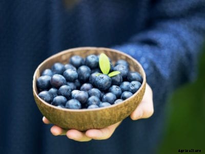 Grainy Tasting Blueberries: What To Do When Blueberry Plants Are Grainy Inside