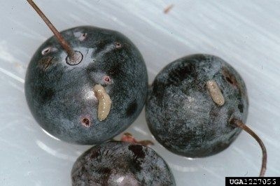 What Are Blueberry Maggots: Learn About Maggots In Blueberries