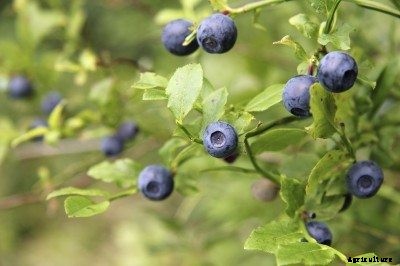 Fertilizing Blueberries – Learn About Blueberry Bush Fertilizer