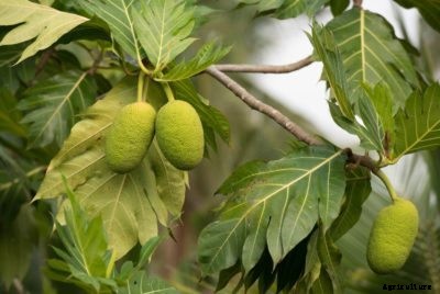 Breadfruit Winter Protection: Can You Grow Breadfruit In Winter