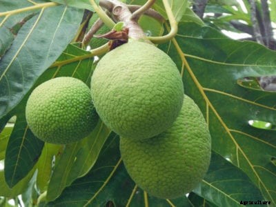 Common Breadfruit Diseases – How To Fix Unhealthy Breadfruit Trees