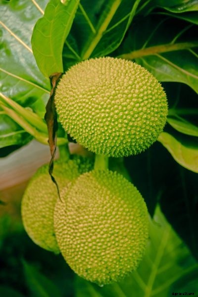 Potted Breadfruit Trees – Can You Grow Breadfruit In A Container