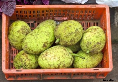 Breadfruit Harvest Time: Learn When And How To Harvest Breadfruit
