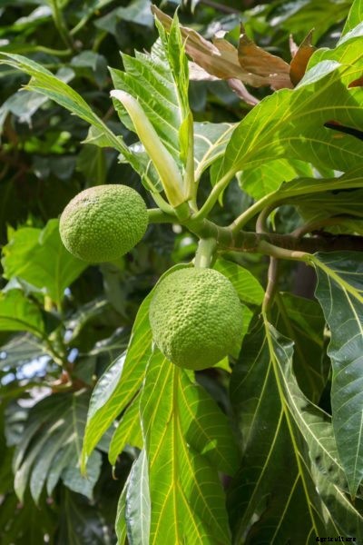 Breadfruit Pruning Guide: Learn About Trimming Breadfruit Trees