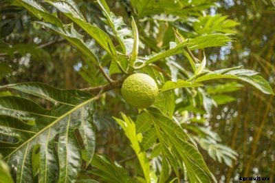Breadfruit Propagation Methods – How To Propagate Breadfruit Trees