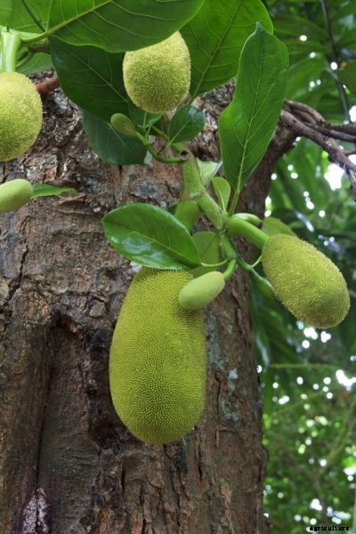 Breadfruits Falling Off Tree – Why Is My Breadfruit Tree Losing Fruit
