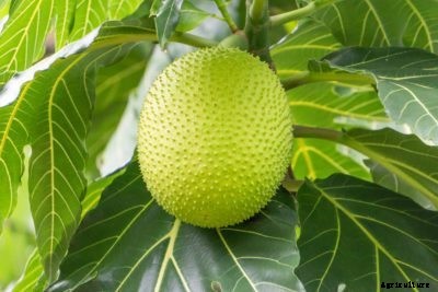 Varieties Of Breadfruit – Are There Different Breadfruit Trees