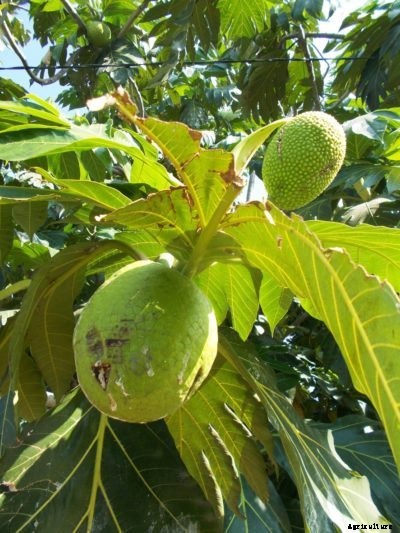 What Causes Yellow Or Brown Breadfruit Leaves