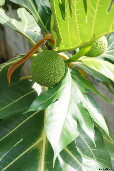 Indoor Breadfruit Trees: Can You Keep A Breadfruit As A Houseplant