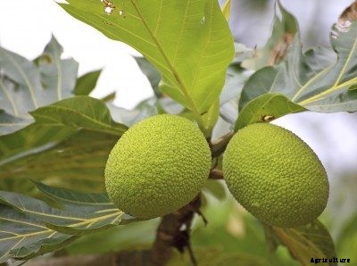 What Is A Breadfruit Tree: Learn About Breadfruit Tree Facts