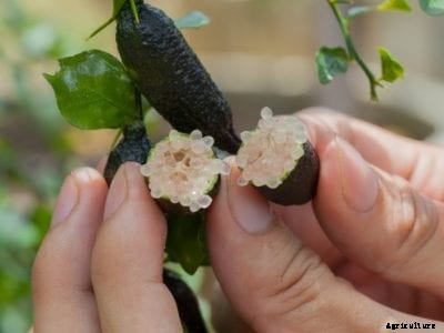 What Is An Australian Finger Lime – Learn About Australian Finger Lime Care