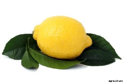 Are Citrus Leaves Edible – Eating Orange And Lemon Leaves