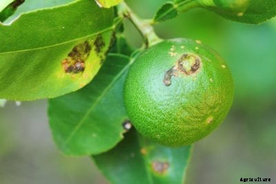 What Is Citrus Canker – How To Treat Citrus Canker Symptoms