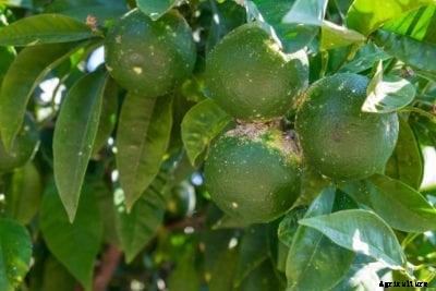 Citrus Scab Control: Tips On Treating Citrus Scab Disease