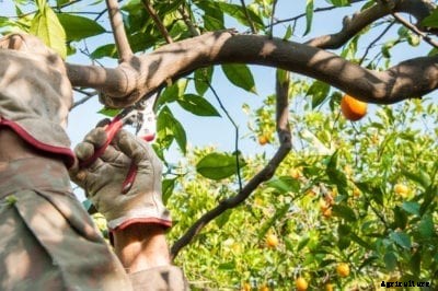 Citrus Tree Pruning Guide: When To Prune Citrus Trees