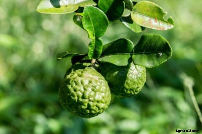 What Are Papedas – Identifying And Growing Papeda Fruits