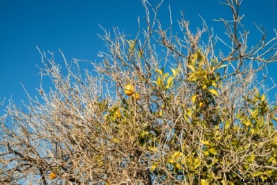 My Citrus Stems Are Dying – Reasons For Citrus Limb Dieback