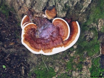 Wood Rot In Citrus: What Causes Citrus Ganoderma Rot