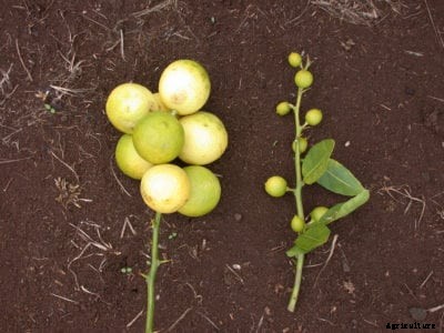 Tristeza Virus Information – What Causes Citrus Quick Decline