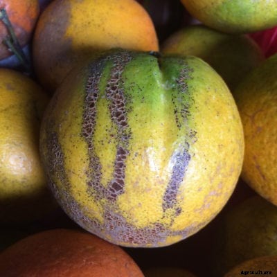 Citrus Melanose Fungus: Learn How To Treat Citrus Melanose Disease