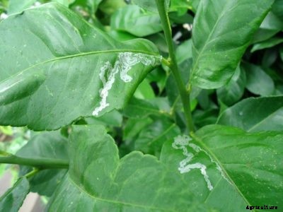Citrus Leaf Miner Control: How To Spot Citrus Leaf Miner Damage