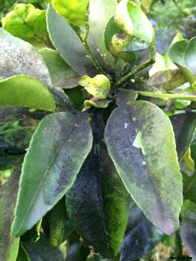 Citrus Sooty Mold Info: How To Get Rid Of Sooty Mold On Citrus Trees