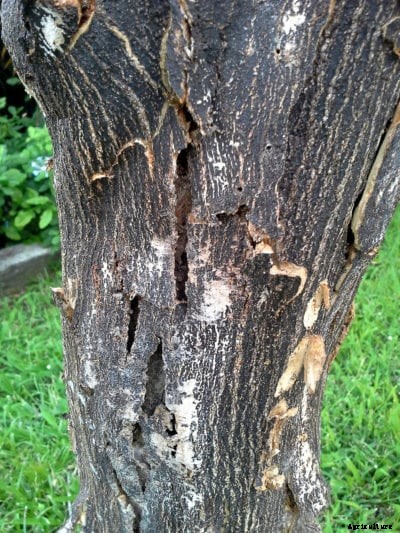 Phytophthora Root Rot In Citrus – What Causes Citrus Feeder Root Rot
