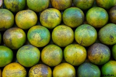 My Citrus Fruits Are Scarred – What Causes Scarring Of Citrus Fruits