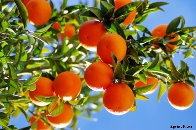 Citrus Fruit Information – What Are the Different Types Of Citrus Trees