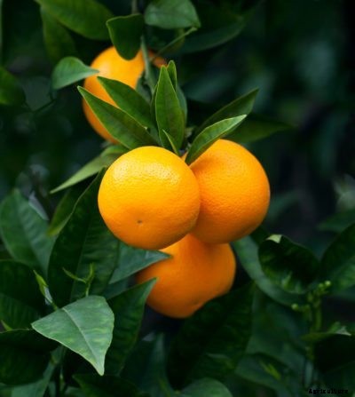 Citrus Tree Fruiting – When Will My Citrus Tree Fruit