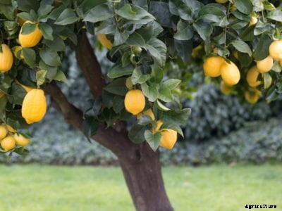 ISD For Citrus Trees: Information On ISD Tags On Citrus