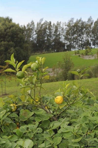 Citrus Tree Companions: What To Plant Under A Citrus Tree