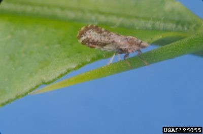 Asian Citrus Psyllid Damage: Tips On Treatment For Asian Citrus Psyllids