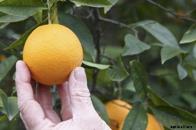 Citrus Fruit Picking: Help, My Fruit Won’t Come Off Tree