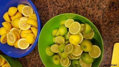 Mycorrhiza In Citrus: What Causes Uneven Growth Of Citrus Fruit