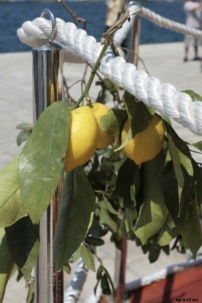 Salt Resistant Citrus – Are Citrus Trees Salt Tolerant