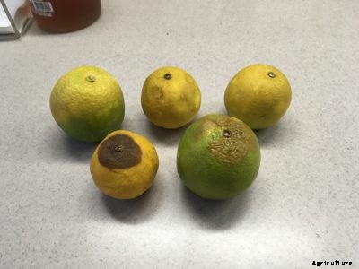 Citrus Fruit Brown Rot: Tips For Brown Rot Control On Citrus
