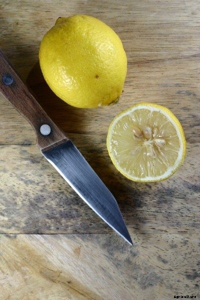 Citrus Seed Storage: Tips On Harvesting Seeds From Citrus Fruits