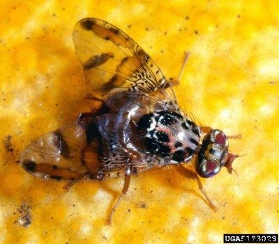 Citrus Fruit Flies: Protecting Citrus From Fruit Fly Pests