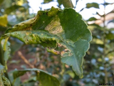 Curled Leaves On Citrus Plant: What To Do For Curling Citrus Leaves