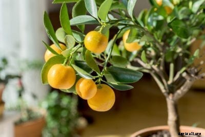 Citrus Tree Houseplant Care: How To Grow Citrus Indoors