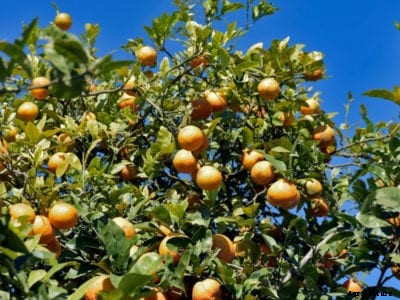 Cold Hardy Citrus Trees: Citrus Trees That Are Cold Tolerant