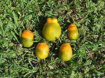 What Is Citrus Greening Disease: Saving Plants Affected By Citrus Greening