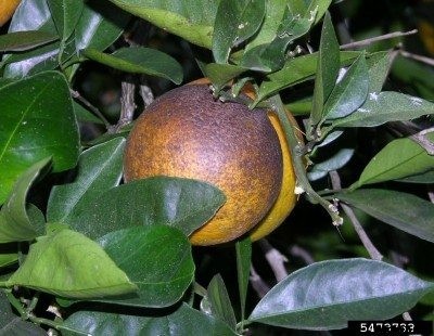 Citrus Mites: Learn How To Kill Mites On Citrus Trees