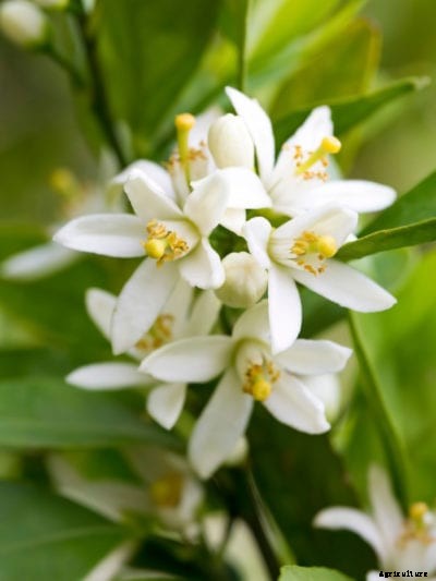 Citrus Blooming Season – When Do Citrus Trees Bloom