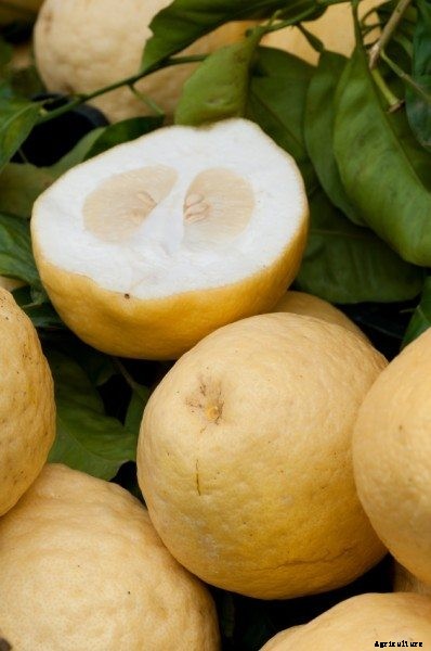 Why Citrus Fruit Get Thick Peels And Little Pulp
