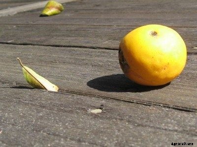 Learn What Causes Leaves Falling Off A Citrus Tree