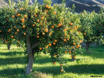 Fertilizing Citrus Trees – Best Practices For Citrus Fertilizing