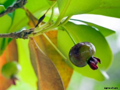 Grumichama Tree Care – Learn About Growing Grumichama Cherry